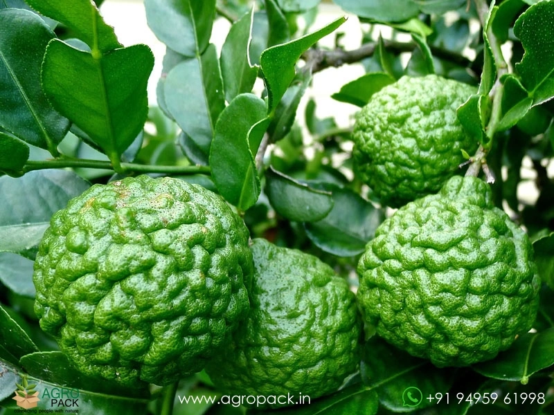 Citrus-Hystrix-Kaffir-Lime1