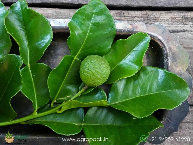 Citrus-Hystrix-Kaffir-Lime2