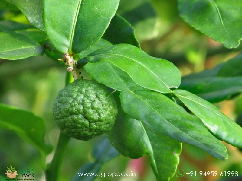 Citrus-Hystrix-Kaffir-Lime3