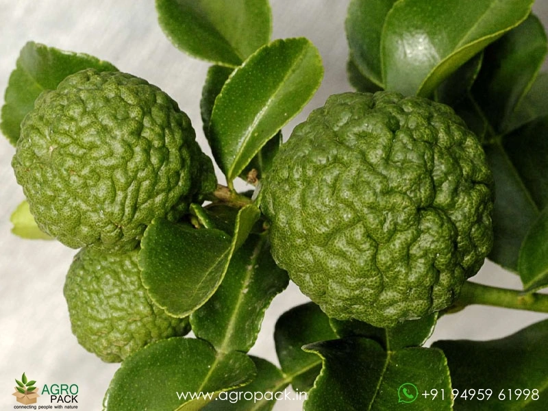 Citrus-Hystrix-Kaffir-Lime4