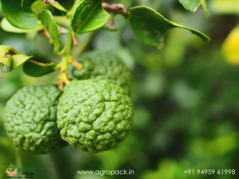 Citrus-Hystrix-Kaffir-Lime5
