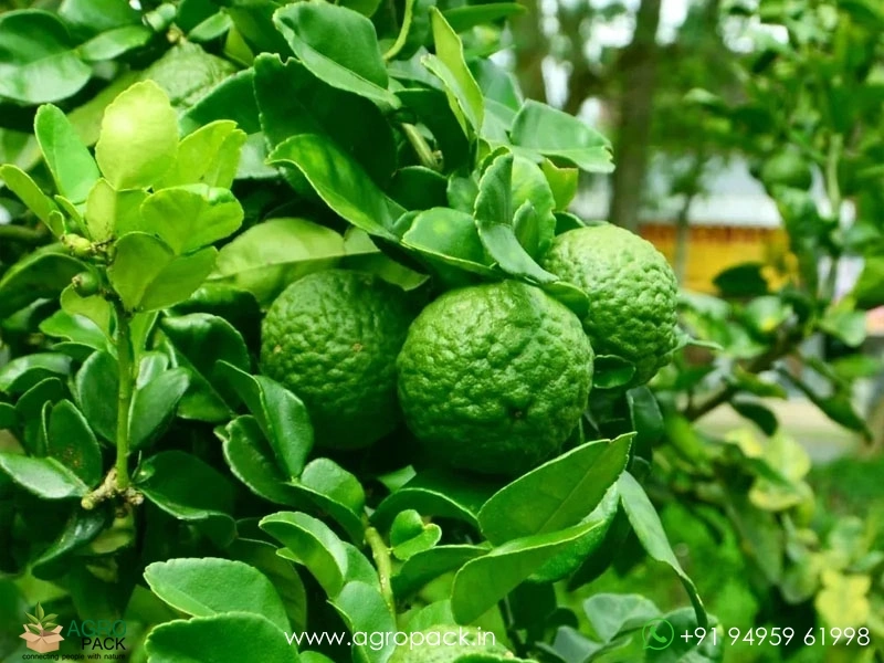 Citrus-Hystrix-Kaffir-Lime6