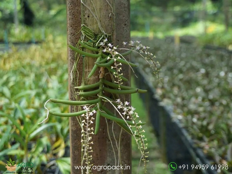 Cleisostoma-arietinum-Orchid2