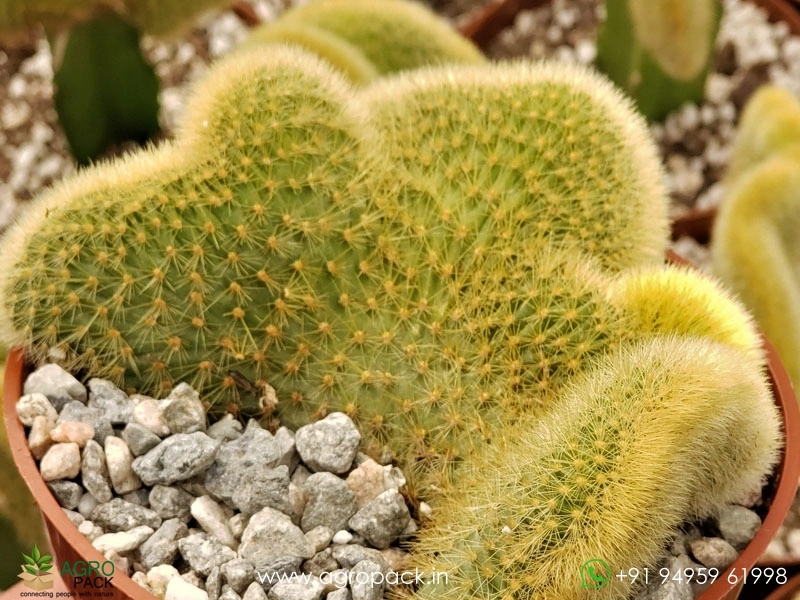 Cleistocactus-winteri-Golden-Rat-Tail-Crest-Cactus4