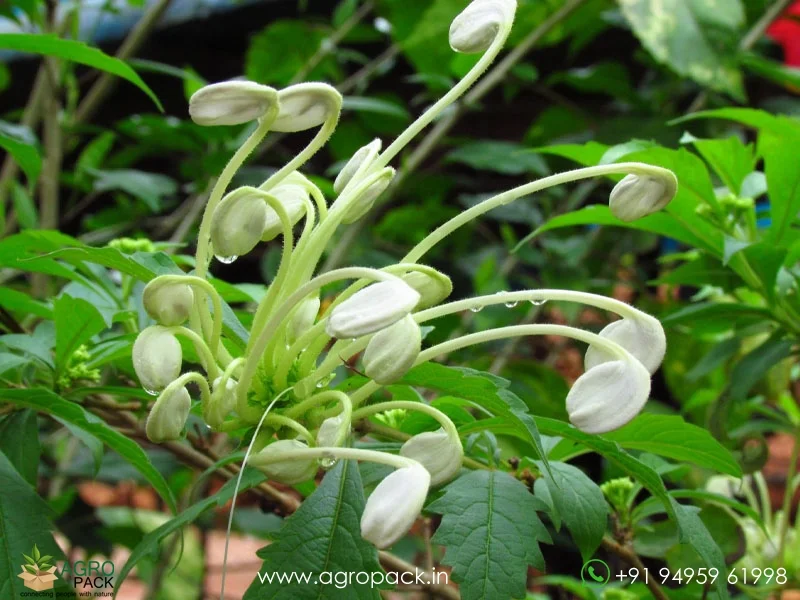 Clerodendrum-incisum-Musical-Note1