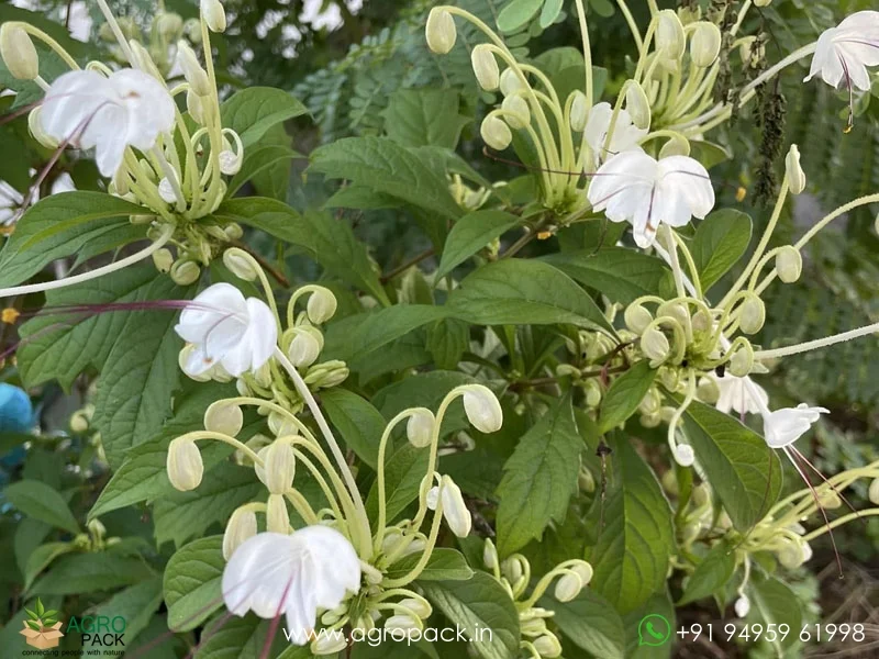 Clerodendrum-incisum-Musical-Note2