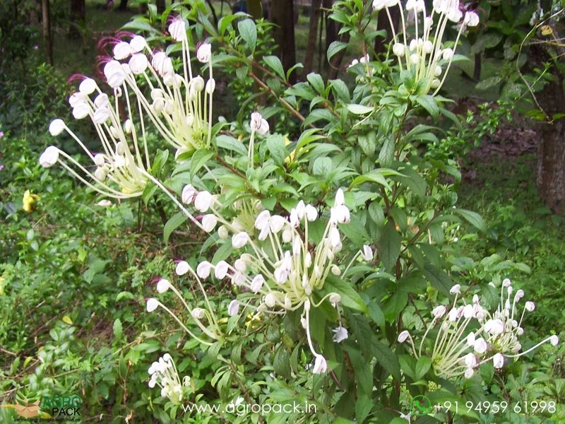 Clerodendrum-incisum-Musical-Note3