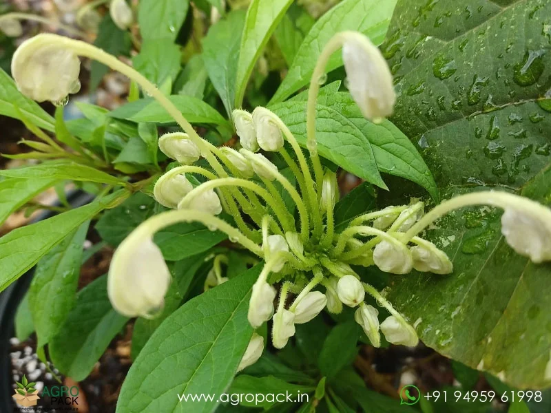 Clerodendrum-incisum-Musical-Note4