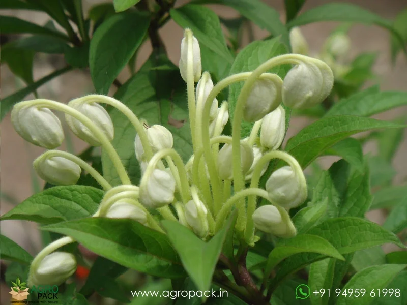 Clerodendrum-incisum-Musical-Note5