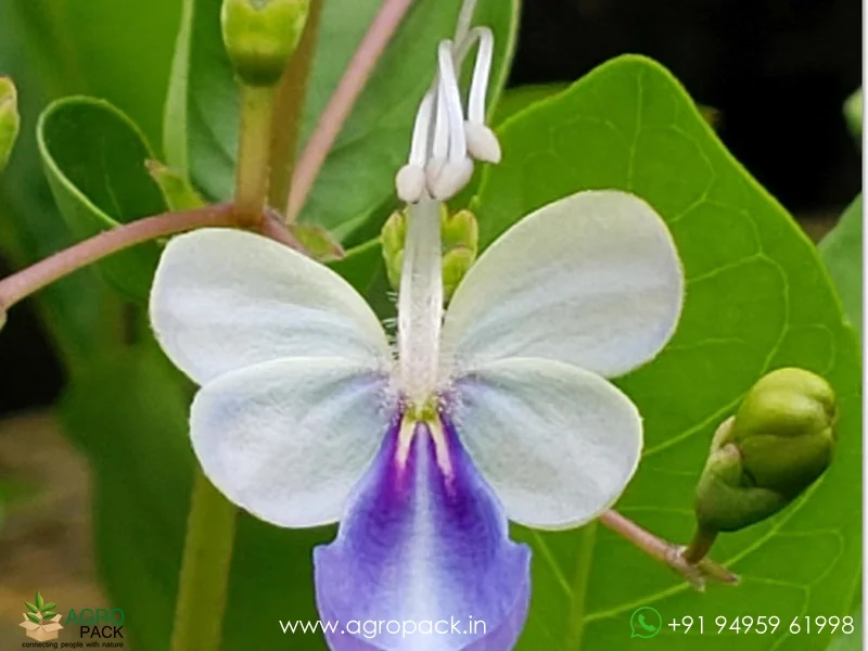 Clerodendrum-ugandense-Blue-Butterfly1