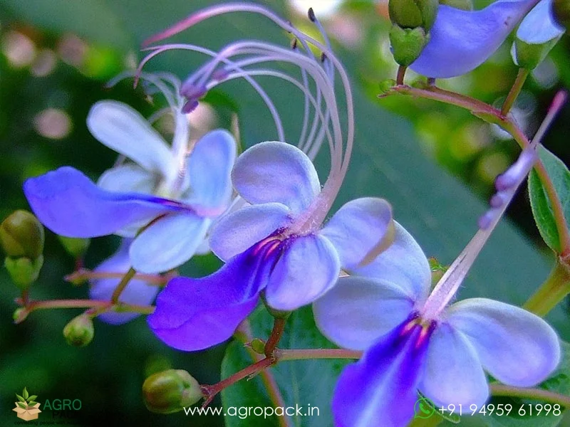 Clerodendrum-ugandense-Blue-Butterfly2