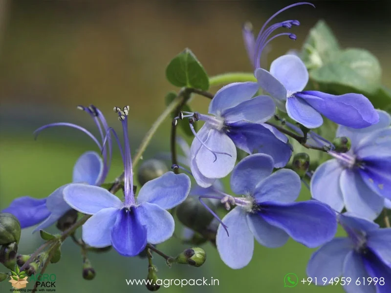 Clerodendrum-ugandense-Blue-Butterfly3
