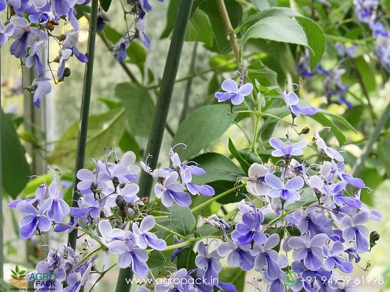 Clerodendrum-ugandense-Blue-Butterfly4