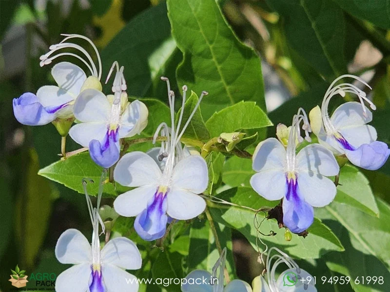 Clerodendrum-ugandense-Blue-Butterfly6