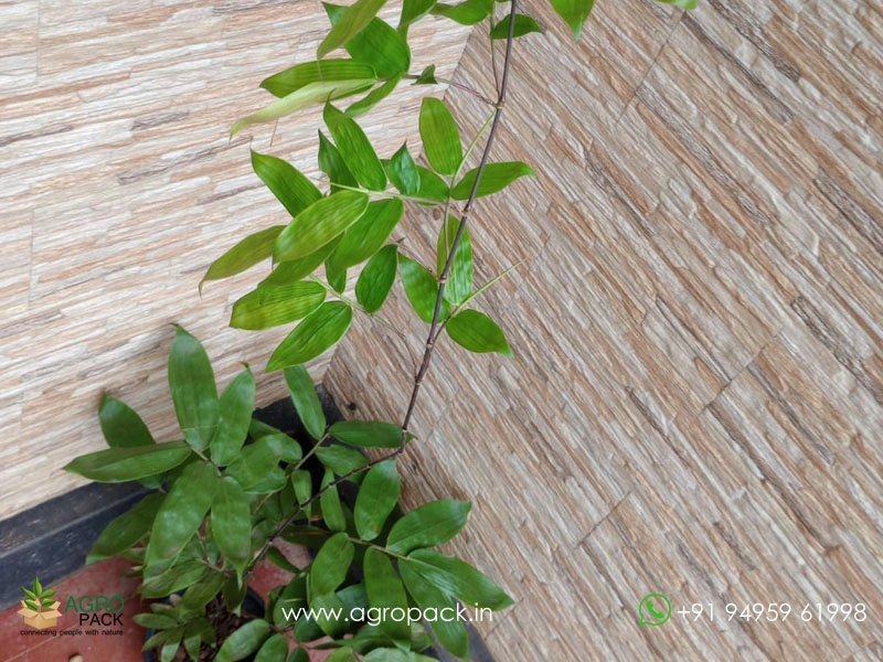Climbing-Bamboo1