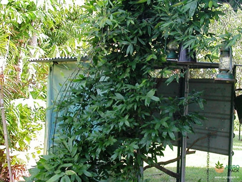 Climbing-Bamboo3