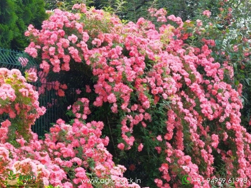 Climbing-Rose2