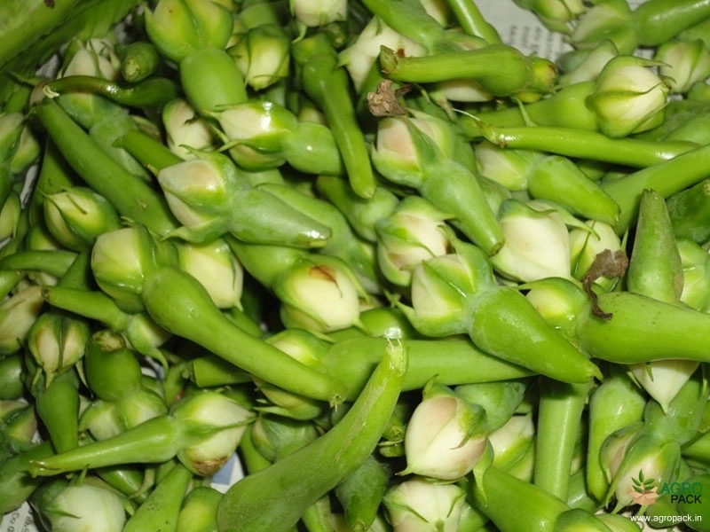 Clove-Bean1