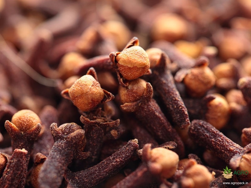 Clove1