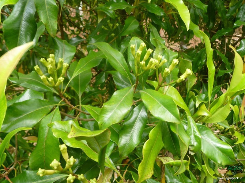 Clove6
