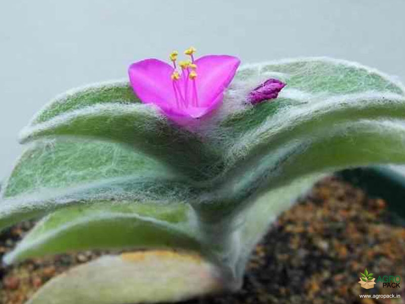 Cobweb-Spiderwort-1