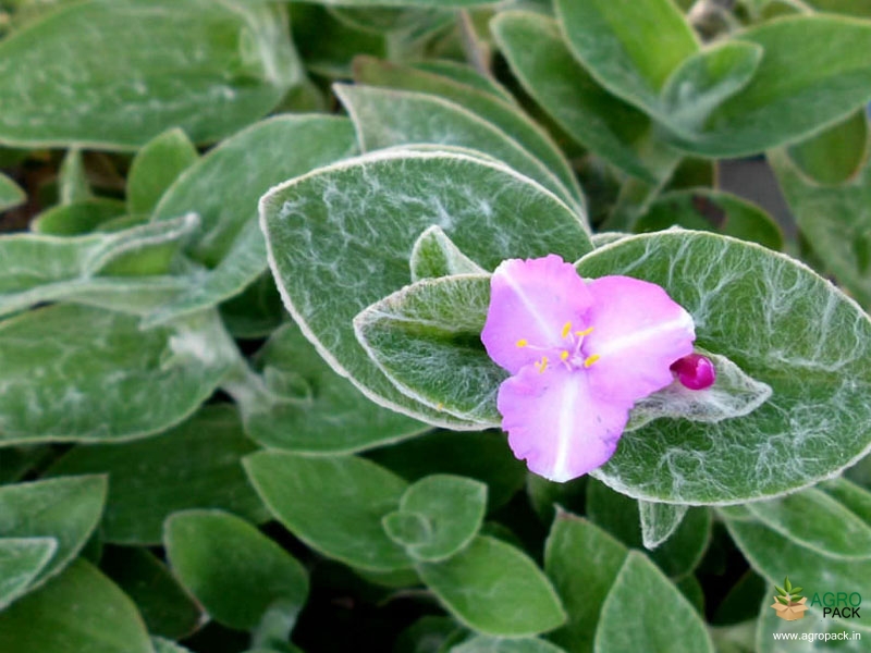 Cobweb-Spiderwort-2