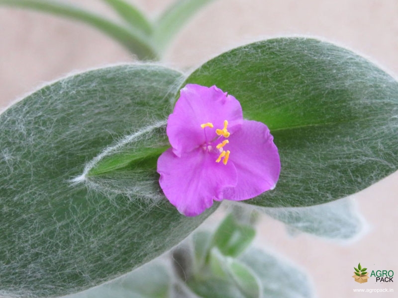 Cobweb-Spiderwort-3