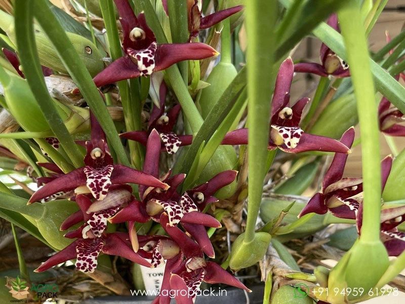 Coconut-Orchid1
