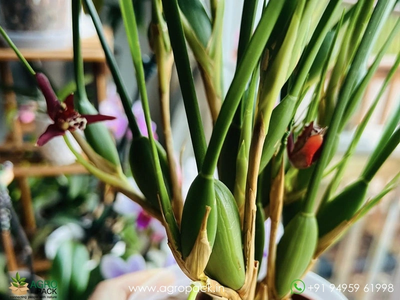 Coconut-Orchid2