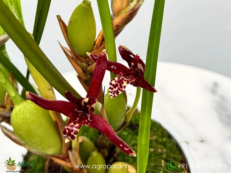 Coconut-Orchid3
