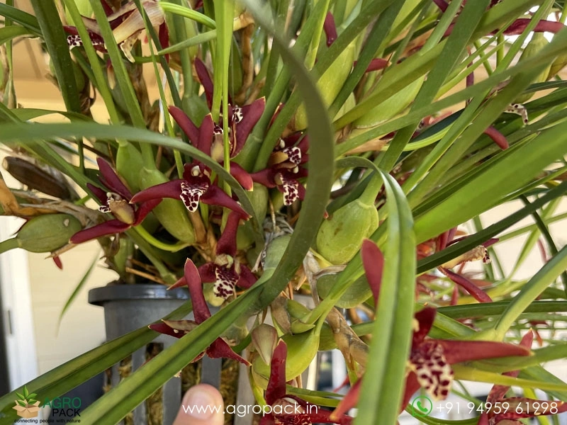 Coconut-Orchid4