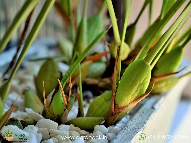 Coconut-Orchid5