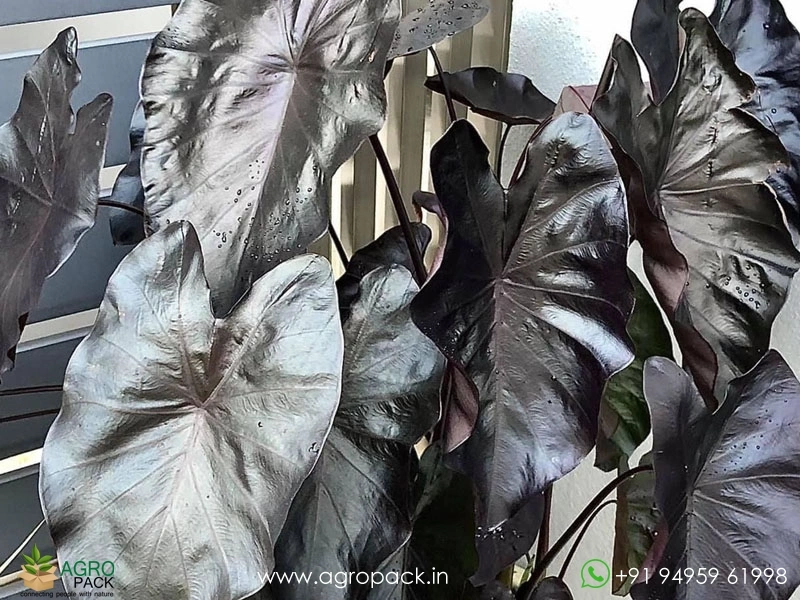 Colocasia-Black-Coral1