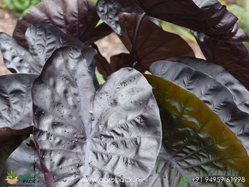 Colocasia-Black-Coral5