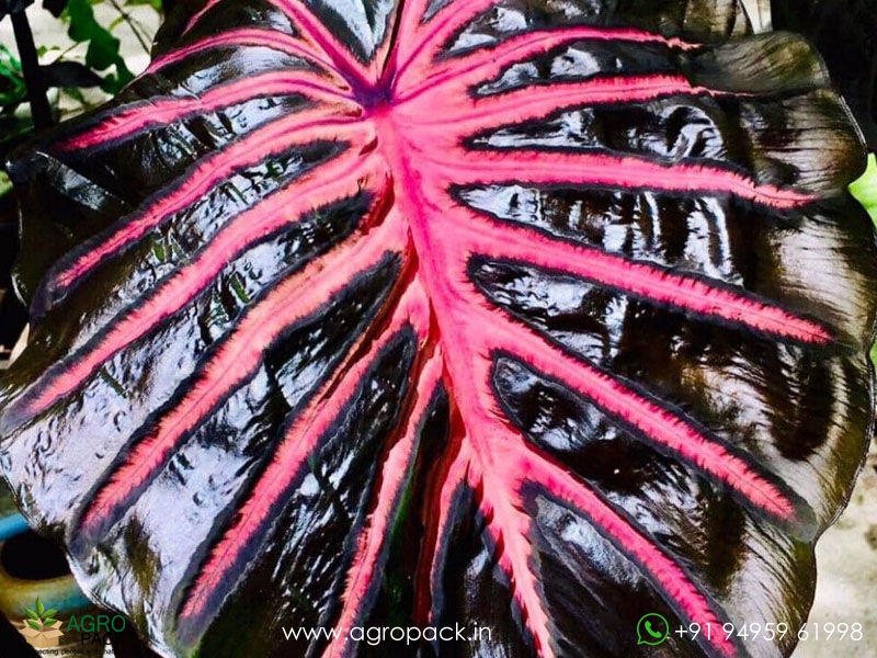 Colocasia-Black-Lava3