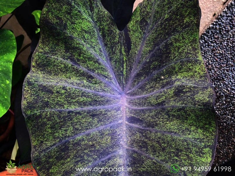Colocasia-Black-Marble1