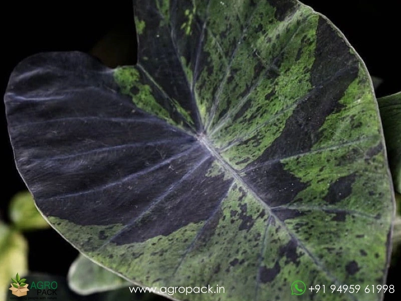 Colocasia-Black-Marble2