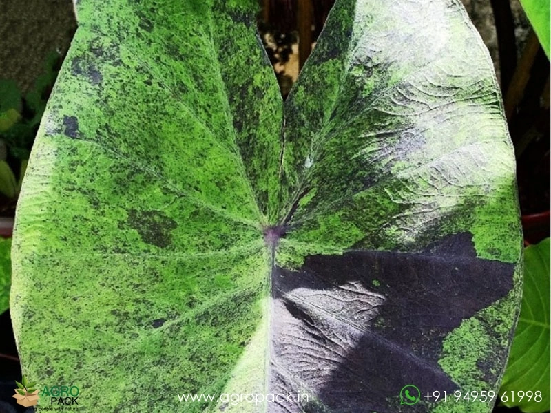 Colocasia-Black-Marble3