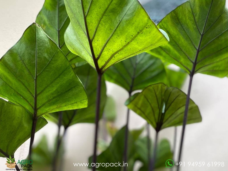 Colocasia-Coffee-Cups1