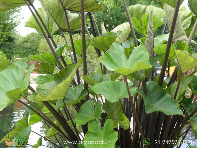 Colocasia-Coffee-Cups3