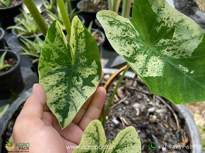 Colocasia-Esculenta-White-Wizard2