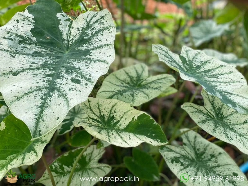 Colocasia-Esculenta-White-Wizard4