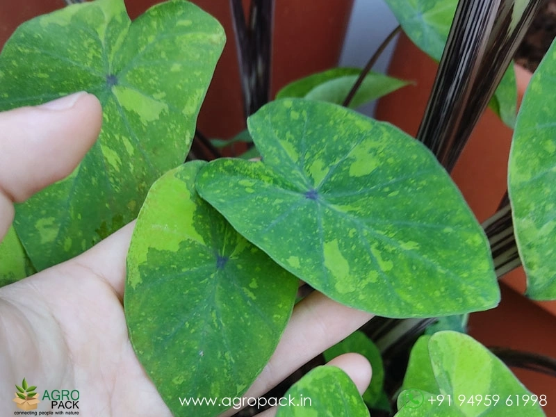 Colocasia-Lemon-Lime-Gecko2