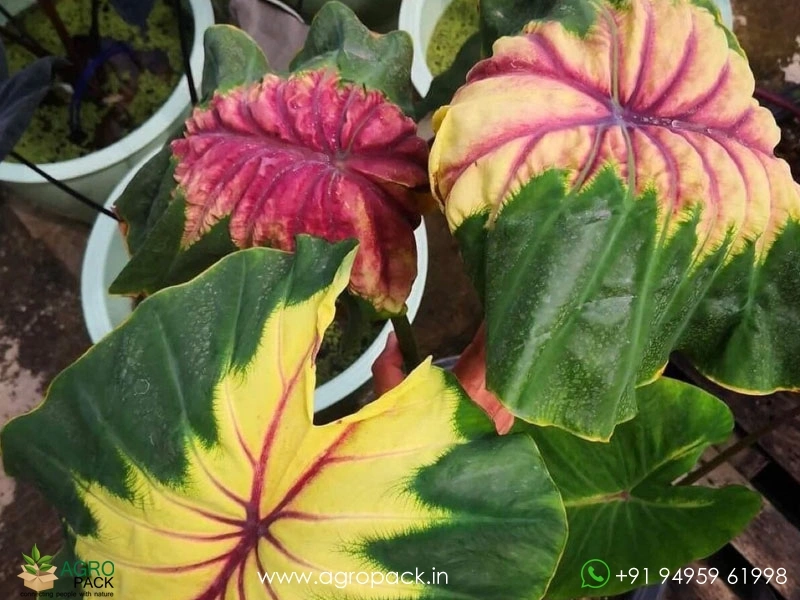 Colocasia-Light-Pillar2