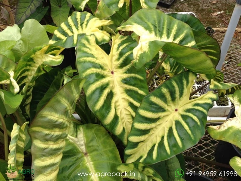 Colocasia-Maui-Sunrise2