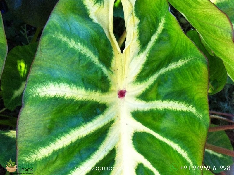 Colocasia-Maui-Sunrise3
