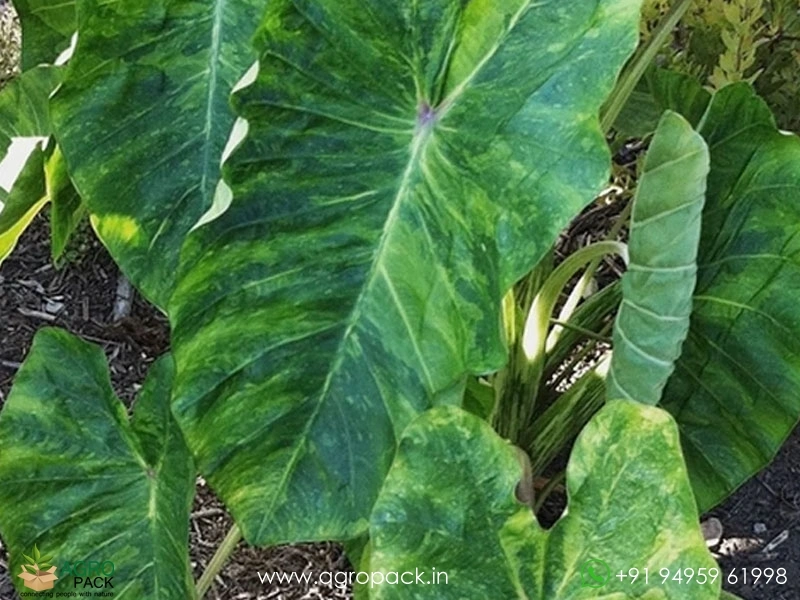 Colocasia-Morning-Dew2