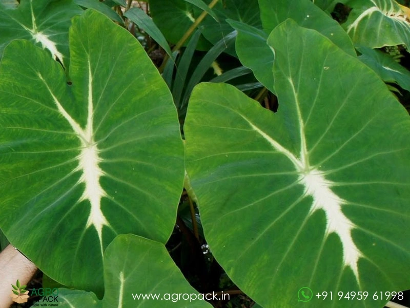 Colocasia-Nancy-Revenge2