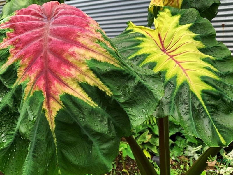 Colocasia-Queen-of-Phoenix1