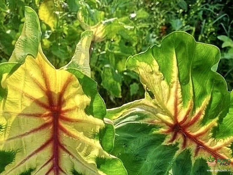 Colocasia-Queen-of-Phoenix2